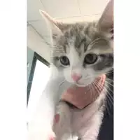Foto dell\'animale gatto - Matr. 2019/0984 - Microchip 380260043681385