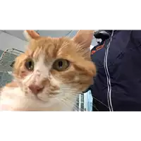 Foto dell\'animale gatto - Matr. 2019/0987 - Microchip 380260043680859