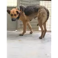 Foto dell\'animale cane - Matr. 2019/0988 - Microchip 380260101166768