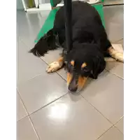 Foto dell\'animale cane - Matr. 2019/0989 - Microchip 380260043680810
