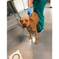 Foto dell\'animale cane - Matr. 2019/0990 - Microchip 380260043681165