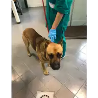 Foto dell\'animale cane - Matr. 2019/0991 - Microchip 380260043686505
