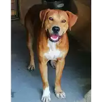 Foto dell\'animale cane - Matr. 2019/0992 - Microchip 380260043680733