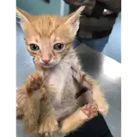 Foto dell\'animale gatto - Matr. 2019/0994 - Microchip 380260043643207