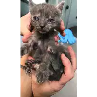Foto dell\'animale gatto - Matr. 2019/0995 - Microchip 380260043643764