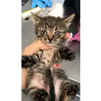 Foto dell\'animale gatto - Matr. 2019/0996 - Microchip 380260043680696
