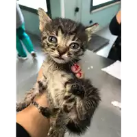 Foto dell\'animale gatto - Matr. 2019/0997 - Microchip 380260043642949