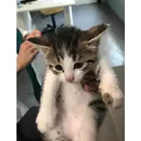 Foto dell\'animale gatto - Matr. 2019/0999 - Microchip 380260043680864