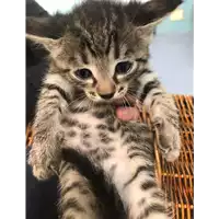 Foto dell\'animale gatto - Matr. 2019/1001 - Microchip 380260043681145