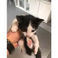 Foto dell\'animale gatto - Matr. 2019/1002 - Microchip 380260043681258