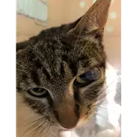 Foto dell\'animale gatto - Matr. 2019/1006 - Microchip 380260042906625