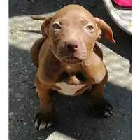 Foto dell\'animale cane - Matr. 2019/1007 - Microchip 380260043681157
