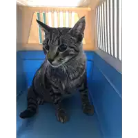 Foto dell\'animale gatto - Matr. 2019/1013 - Microchip 380260043644446