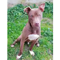 Foto dell\'animale cane - Matr. 2018/2461 - Microchip 380260043854328