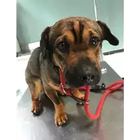 Foto dell\'animale cane - Matr. 2019/1022 - Microchip 380260042778819