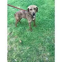 Foto dell\'animale cane - Matr. 2019/1026 - Microchip 380260101039102