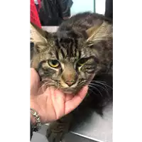 Foto dell\'animale gatto - Matr. 2019/1029 - Microchip 380260043635540