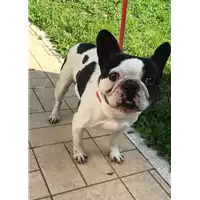 Foto dell\'animale cane - Matr. 2019/1030 - Microchip 900032001842786