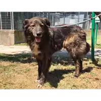 Foto dell\'animale cane - Matr. 2018/0157 - Microchip 380260043519938