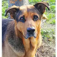 Foto dell\'animale cane - Matr. 2015/0053 - Microchip 380260040926225