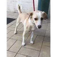Foto dell\'animale cane - Matr. 2019/1033 - Microchip 380260043686801
