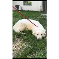 Foto dell\'animale cane - Matr. 2019/1031 - Microchip 380260043681079
