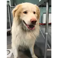 Foto dell\'animale cane - Matr. 2019/1032 - Microchip 380260043642541