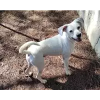 Foto dell\'animale cane - Matr. 2018/2061 - Microchip 380260002370799