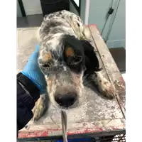 Foto dell\'animale cane - Matr. 2019/0537 - Microchip 380260080305628