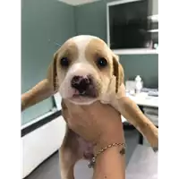 Foto dell\'animale cane - Matr. 2019/1035 - Microchip 380260043635925
