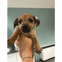 Foto dell\'animale cane - Matr. 2019/1037 - Microchip 380260043680940