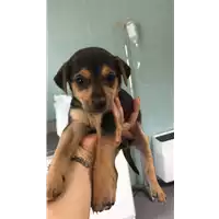 Foto dell\'animale cane - Matr. 2019/1041 - Microchip 380260043642631