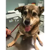 Foto dell\'animale cane - Matr. 2019/1034 - Microchip 380098100898237