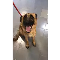 Foto dell\'animale cane - Matr. 2019/1046 - Microchip 380260043684049