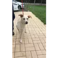 Foto dell\'animale cane - Matr. 2018/2597 - Microchip 380260043854543