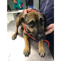 Foto dell\'animale cane - Matr. 2019/1051 - Microchip 380260043681225