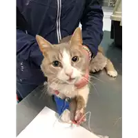 Foto dell\'animale gatto - Matr. 2019/1057 - Microchip 380260040149943