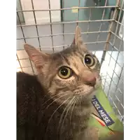 Foto dell\'animale gatto - Matr. 2019/1065 - Microchip 380260043686607
