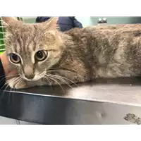 Foto dell\'animale gatto - Matr. 2019/1067 - Microchip 380260043680784