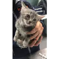 gatto - Matr. 2019/1068 - Microchip 380260043686573