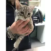 Foto dell\'animale gatto - Matr. 2019/1071 - Microchip 380260043681049