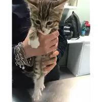 gatto - Matr. 2019/1072 - Microchip 380260043681402