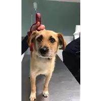 Foto dell\'animale cane - Matr. 2019/1086 - Microchip 380260042790254