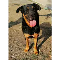 Foto dell\'animale cane - Matr. 2019/1080 - Microchip 380260043681371