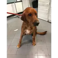 Foto dell\'animale cane - Matr. 2019/1083 - Microchip 380260000626399