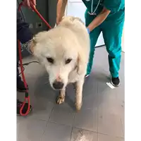 Foto dell\'animale cane - Matr. 2019/1082 - Microchip 380260002318798