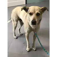 Foto dell\'animale cane - Matr. 2019/1085 - Microchip 380260043686781