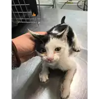 Foto dell\'animale gatto - Matr. 2019/1088 - Microchip 380260043686447