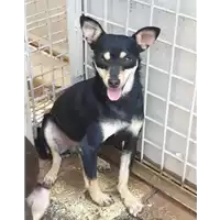 Foto dell\'animale cane - Matr. 2019/1091 - Microchip 380260043680865