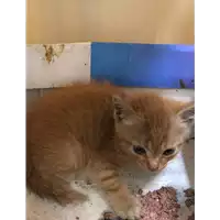 Foto dell\'animale gatto - Matr. 2019/1093 - Microchip 380260043681257